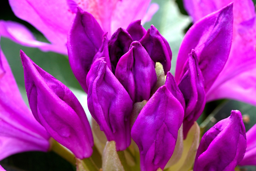 kalmhoutese heide hei hdr natuurgebied natuur landschap natuurpark natuurreservaat wandelen heidegebied bossen vennen
